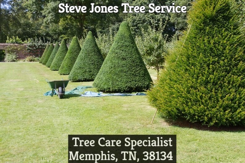 Our Tree Care Specialist in Memphis TN